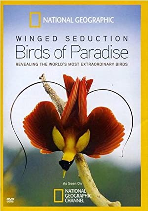 Winged Seduction: Birds Of Paradise